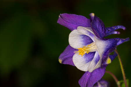 Aquilegia growing in my gardenの写真素材