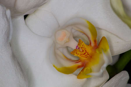 Macro of white orchidの写真素材