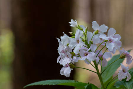 White flowers growing on the meadow and in the forestの写真素材