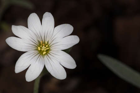 White flowers growing on the meadow and in the forestの写真素材