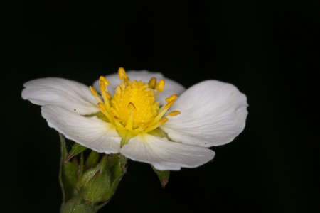 Strawberry blossom blooming in the gardenの写真素材