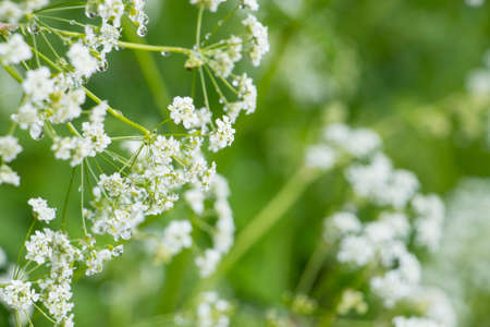 Common Yarrow growing in the forest and the meadowの写真素材