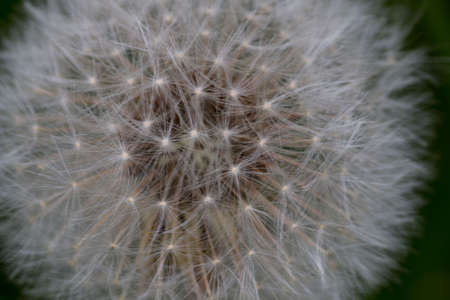 Dandelion before the wind blows the seed away