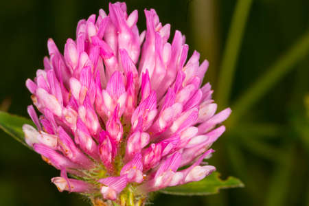 Clover growing on  meadowsの写真素材