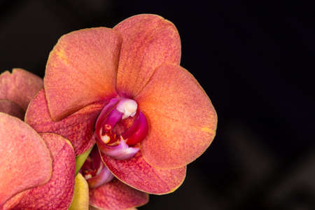 Beatyfull orchid growing at a friends placeの写真素材
