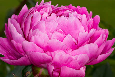 Peony growing in  gardenの写真素材