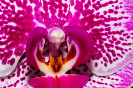 Beautiful orchid growing in closeup shot の写真素材