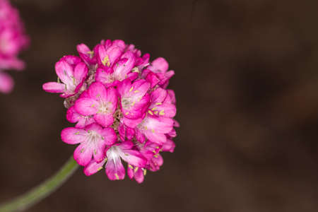 Unknown pink flower growing on the meadowsの写真素材