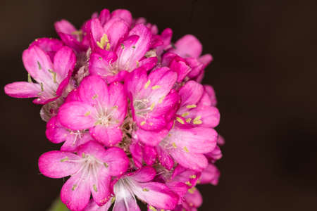 Unknown pink flower growing on the meadows