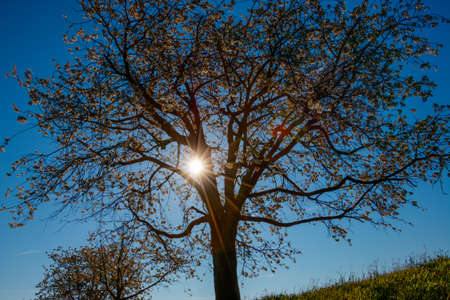 Cherry trees and beautiful weatherの写真素材