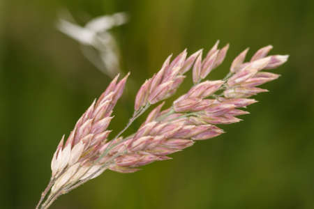 Grass seen from a macro perspectiveの写真素材