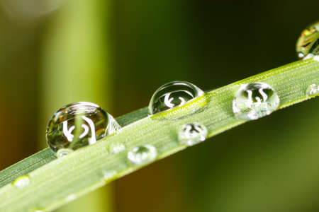 Waterdrops sticking on blade of grassの写真素材
