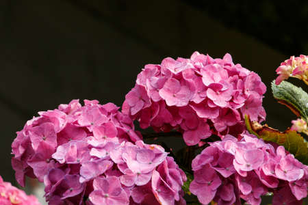Rhododendron growong in my gardenの写真素材