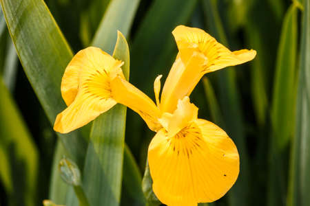 Irisの写真素材