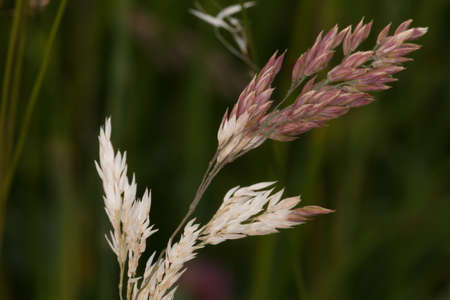 Grass seen from a macro perspectiveの写真素材
