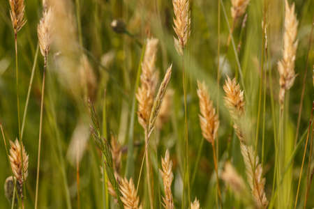Grass seen from a macro perspectiveの写真素材
