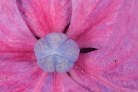 Rhododendron growong in my gardenの写真素材