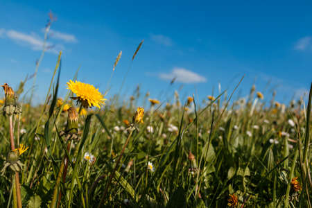 Dandelion
