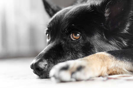 Giorgoi posing for a dog portrait.の写真素材