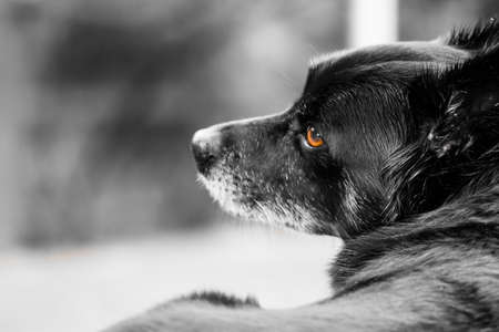 Giorgoi posing for a dog portrait.の写真素材