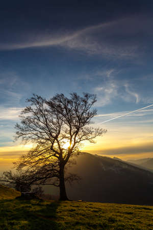 Tree in front of beautyful sunset and dramatic, colorful sky.の写真素材