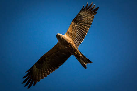 Black Kite in front of blue skies.の写真素材