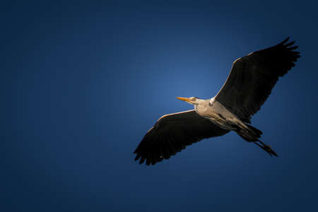 Grey heron in front of blue skies.