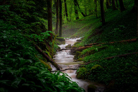 Forest after a pouring rain.の写真素材