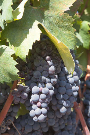 Vine with bunches of grapes ready for harvest