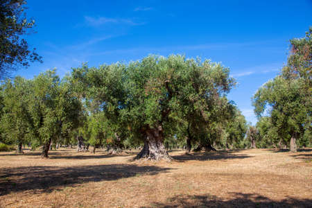 Olives trees in the Salento countryside with branches infected with xylella Olives trees in the countryside of Puglia during a hot sunny dayの写真素材