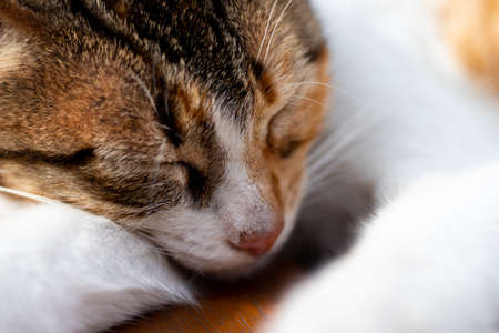Tabby kitten sleeping soundly on a warm dayの写真素材