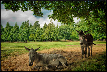 Two of the huge group of donkeys seen in the Farmleigh territory, Phoenix Park, Ireland.の写真素材