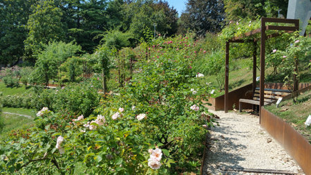 Roses in the garden of the house on a sunny summer dayのeditorial素材