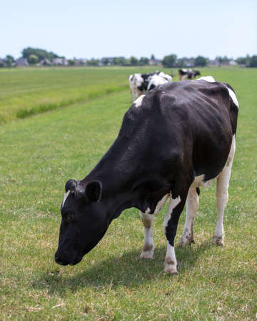 Cow in a green pasture with a blue skyの写真素材
