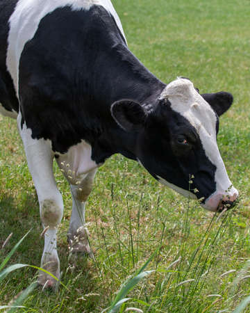 Head of a black white cowの写真素材