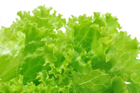 Close up of green fresh lettuceの写真素材