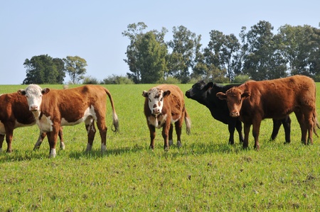 Cattle grazing in the pastureの写真素材