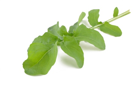 Fresh arugula isolated on white background  の写真素材