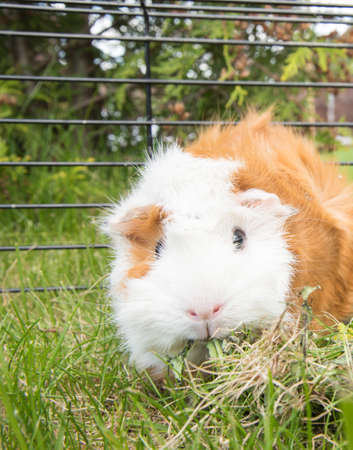 Young guinea pig in a cage with green grassの写真素材