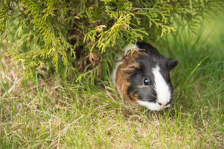 Guinea pig is under the treeの写真素材