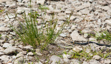 Grass snake in rocks on river coastの写真素材