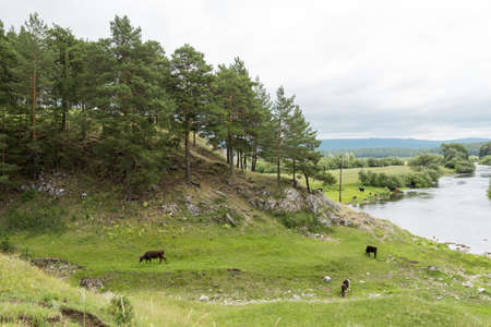 summer landscape on the river Belaya in the Ural Mountainsの写真素材