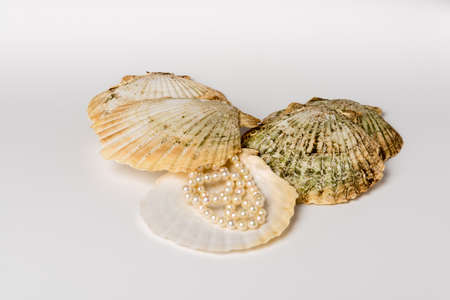 Group of scallop shells with pearl necklaceの写真素材
