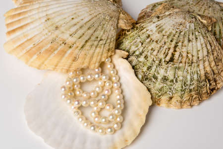 Group of scallop shells with pearl necklaceの写真素材