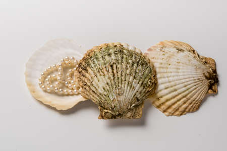 Three scallop shells with pearl necklaceの写真素材