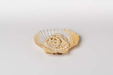 One scallop shell with pearl necklaceの写真素材