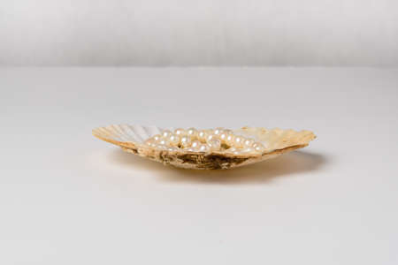 One scallop shell with pearl necklaceの写真素材