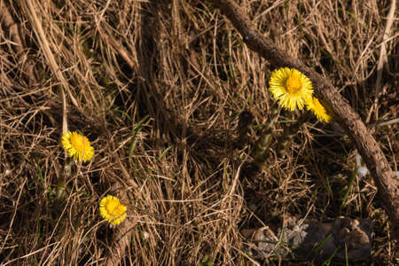Medical plant in dry grassの写真素材