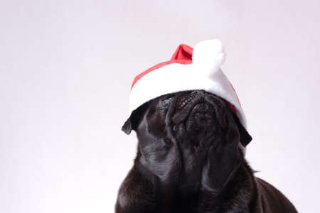Black pug is hiding its eyes under the Santa hatの写真素材