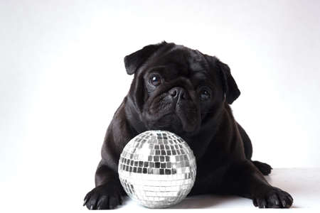 Black pug with a disco ball infront ofの写真素材